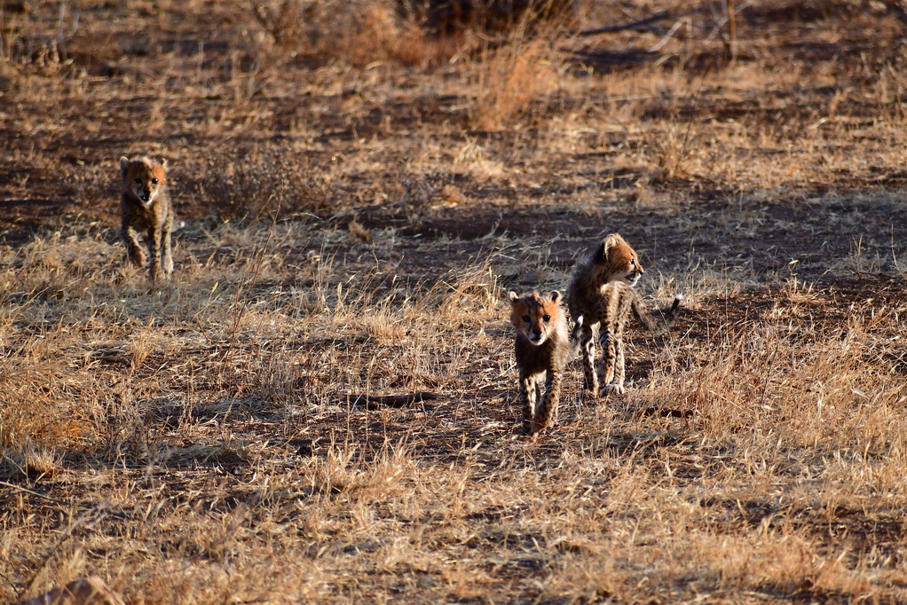 Buffalo Springs Nat. Reserve